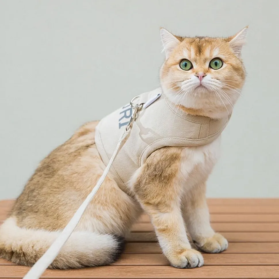 DOWNYPAWS - Laisse et harnais pour chat-s