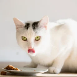 EUKANUBA - Eukanuba - pâtées sans céréales au poulet pour chat 85g