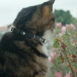 OH MY CAT - Collier en cuir porte adresse chat : noir