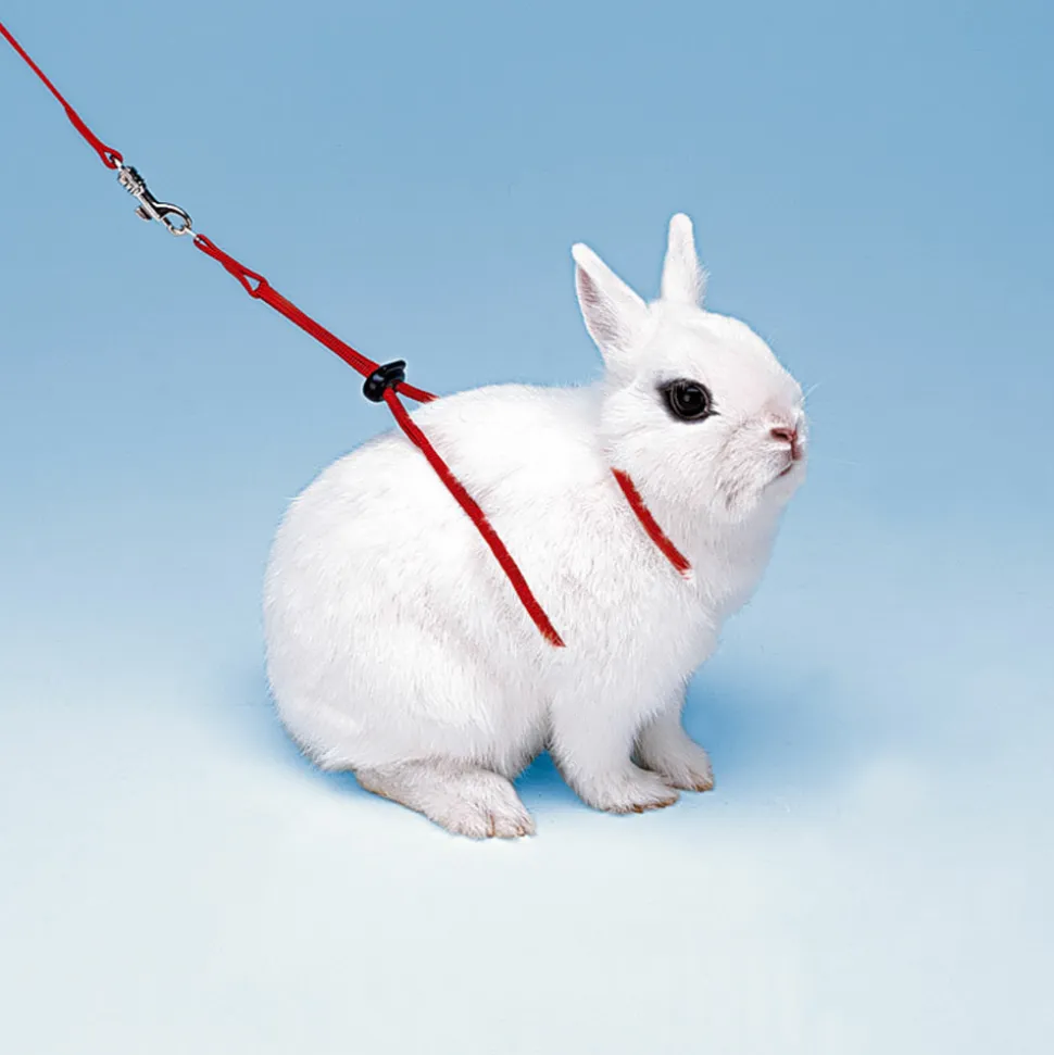 Accessoires rongeurs ferplast ny rab laisse harnais lapin réglable
