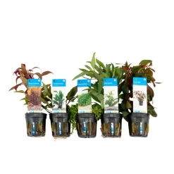 BLOOMIQUE - Set de 5 - plantes d'aquarium véritables - plantes aquatiques - purifiantes - hauteur 15-20 cm