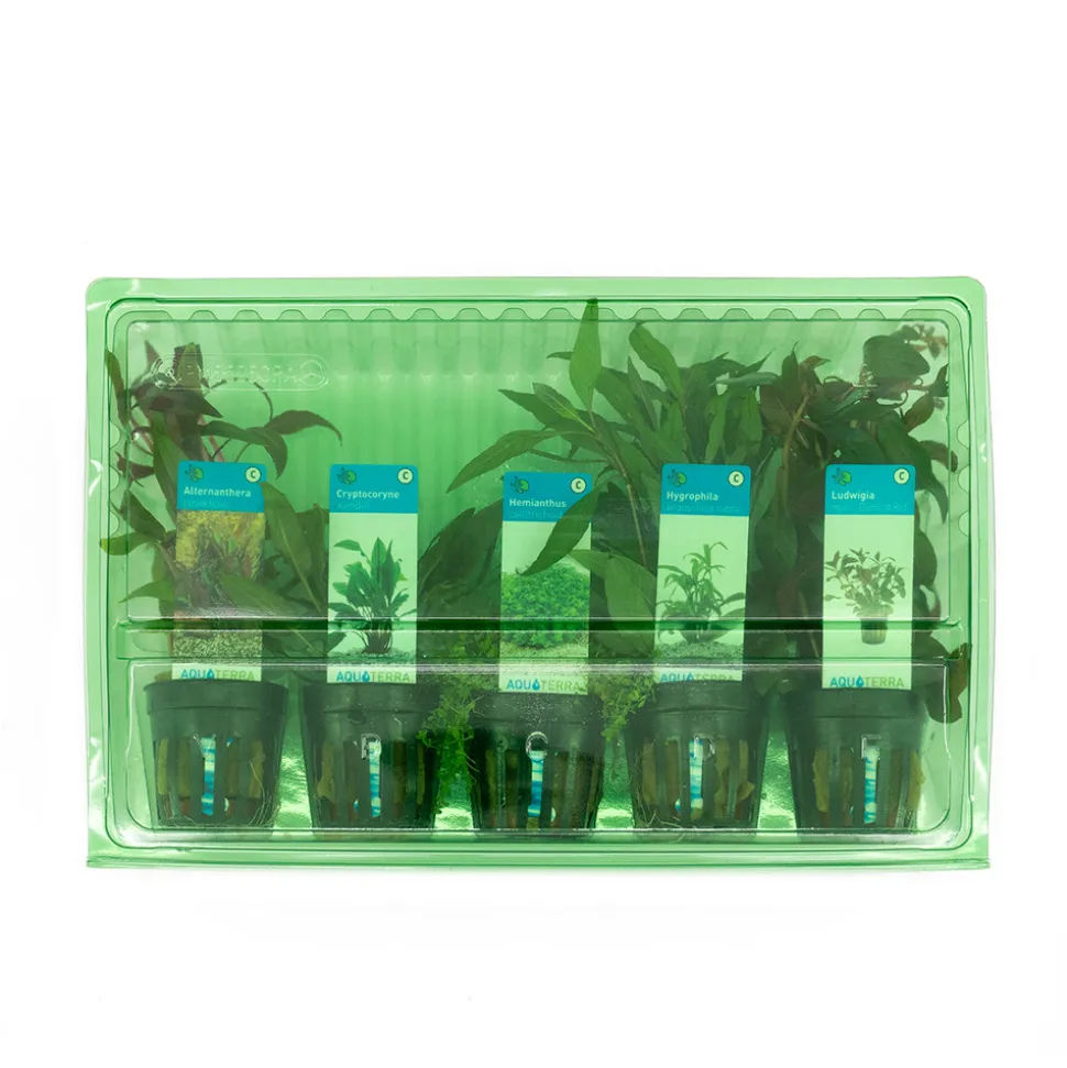 BLOOMIQUE - Set de 5 - plantes d'aquarium véritables - plantes aquatiques - purifiantes - hauteur 15-20 cm