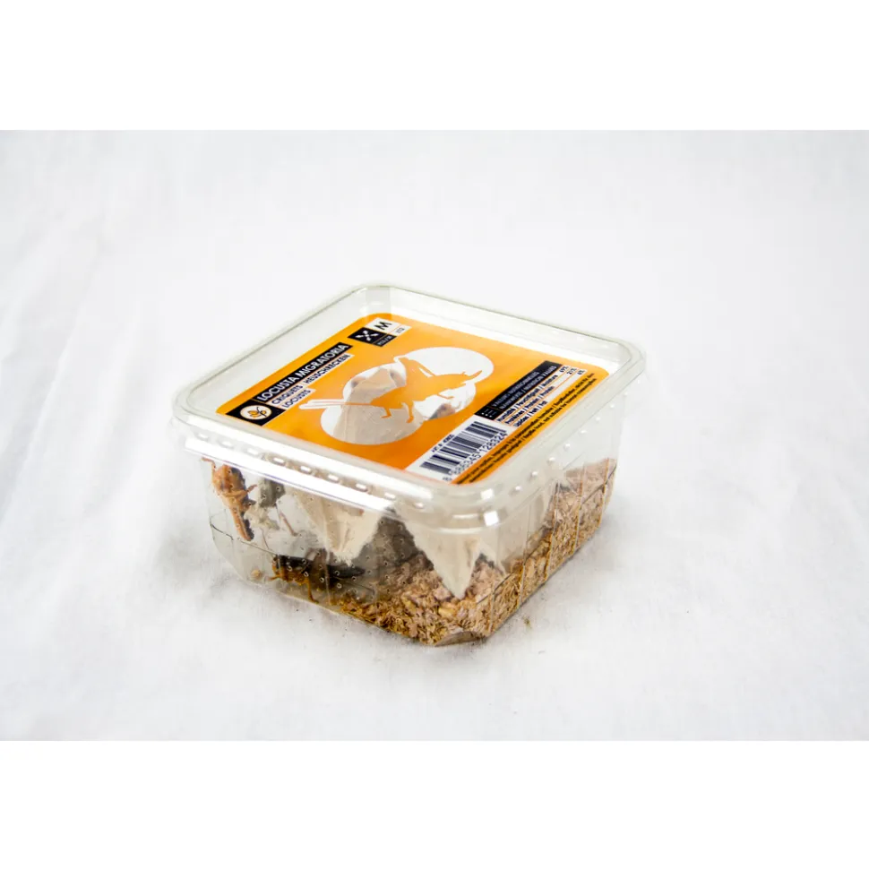 Boîte de 10 criquets subadultes