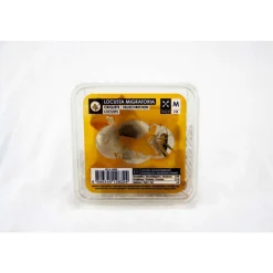 Boîte de 10 criquets subadultes