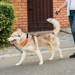 DOWNYPAWS - Collier et laisse intégrés - longueur de corde 100 cm - convient aux chiens de taille moyenne et grande