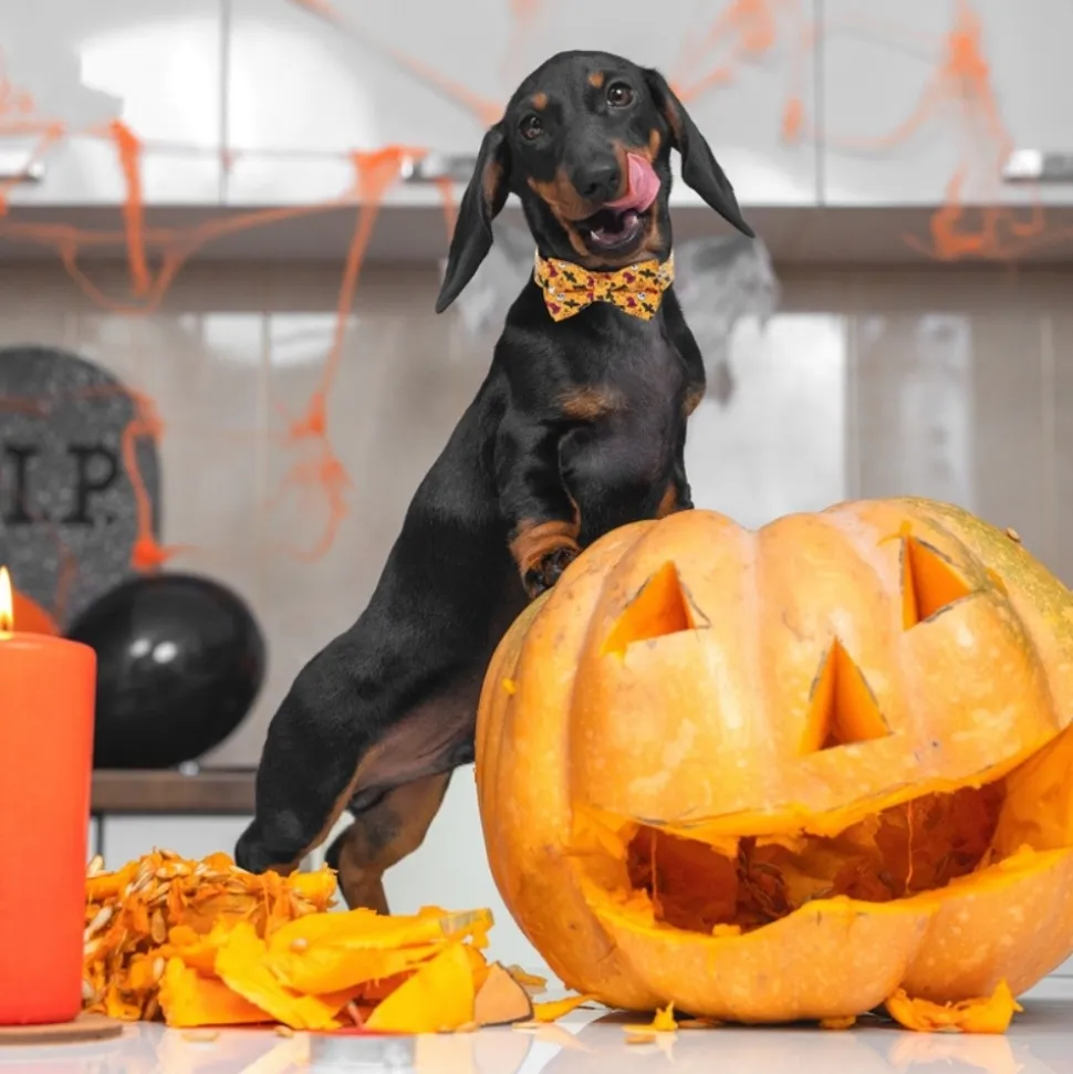 DOWNYPAWS - Collier pour chien d'halloween avec motifs de citrouille, fantôme et chauve - souris xl : 2,5*70cm jaune