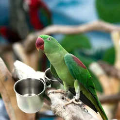 DOWNYPAWS - Coupelles de mangeoire pour oiseaux