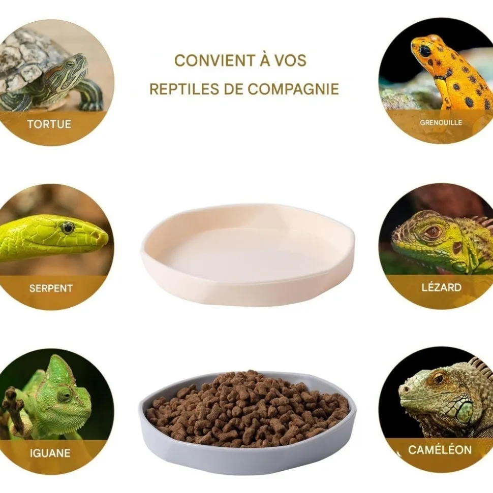 DOWNYPAWS - Gamelles à eau - lot de 4, motif dragon barbu, peu profond et plat, plastique