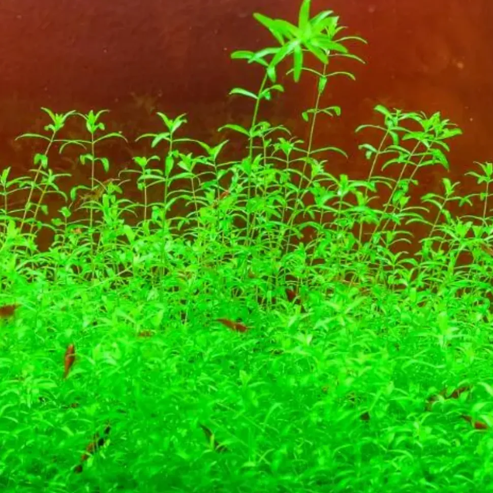 DOWNYPAWS - Graines d'herbe aquatique hemianthus micranthemoides