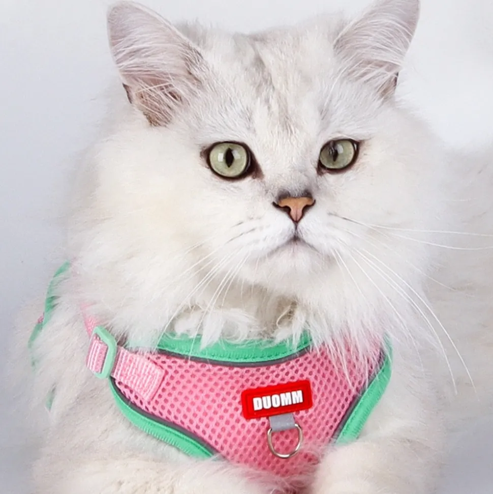 DOWNYPAWS - Harnais avec laisse pour chat xl