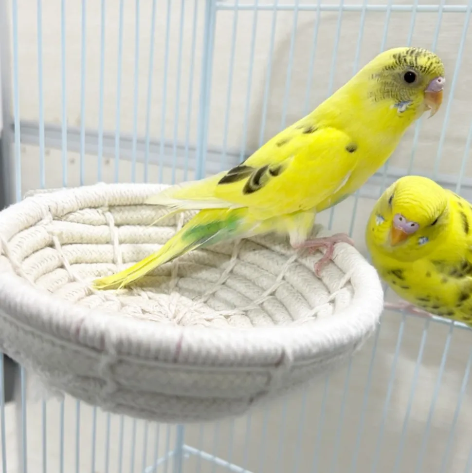 DOWNYPAWS - Nid d'oiseau en paille