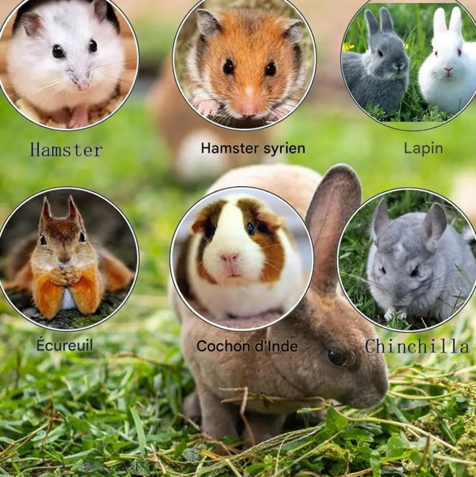 DOWNYPAWS - Pierre molaire jouet - 10 pièces pour chinchillas lapins et cobayes
