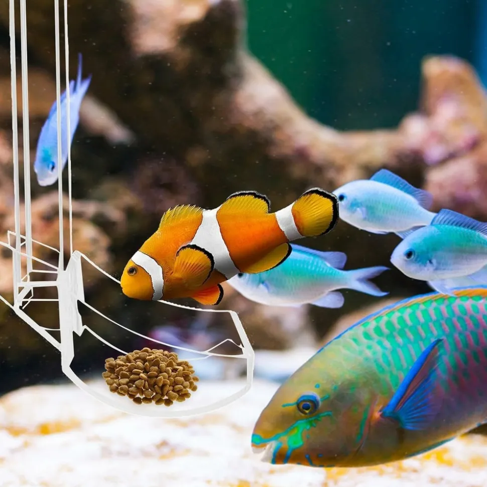 DOWNYPAWS - Plateau de nourriture transparent pour aquarium & crevettes s