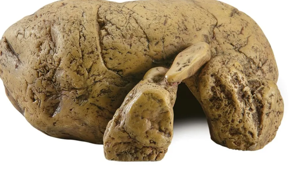 EXO TERRA - Cachette reptile grotte grand