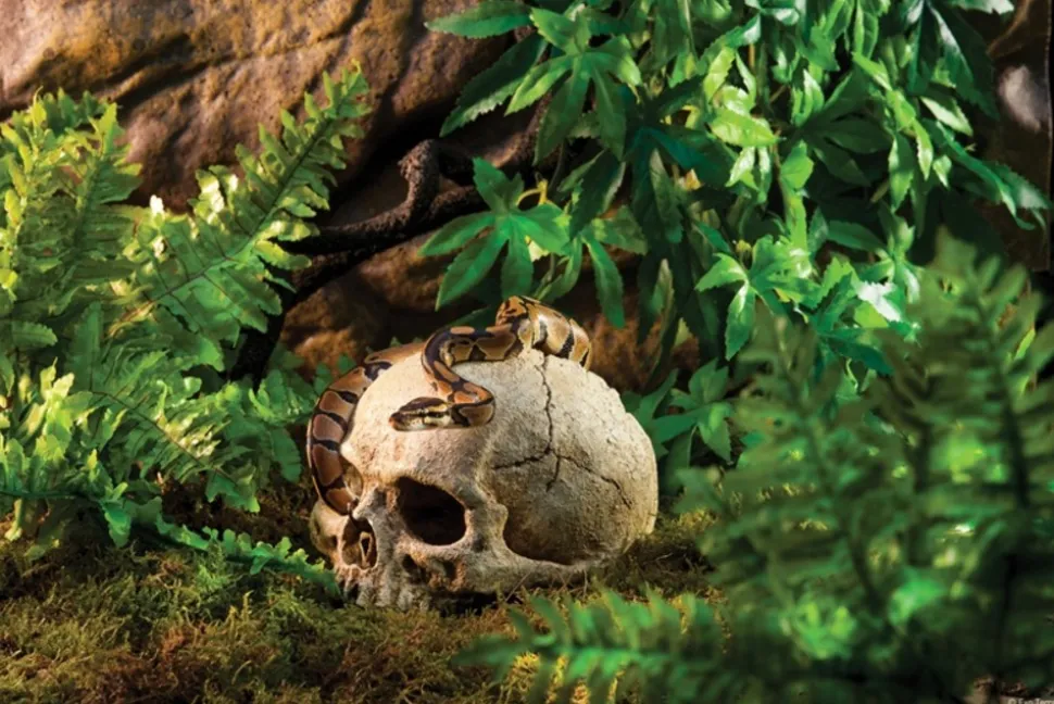 EXO TERRA - Crane primate décoration reptile amphibien grand