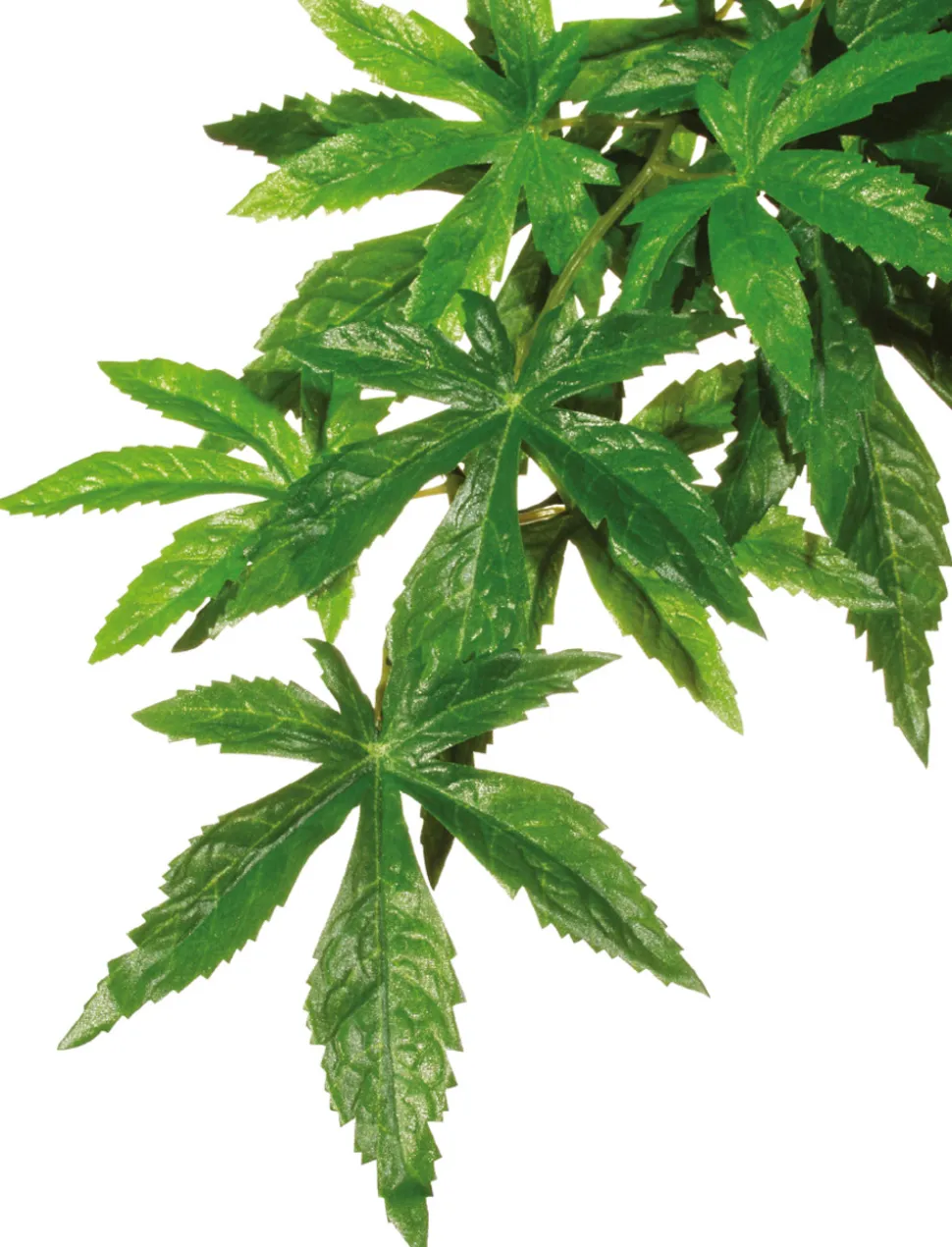 EXO TERRA - Plantes rainforest à suspendre feuillage abutilon moyen