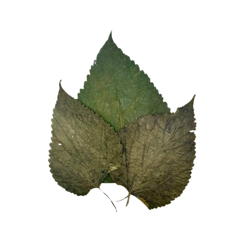 GIOIASHRIMP - 10 feuilles de mûrier pour crevettes - 5g