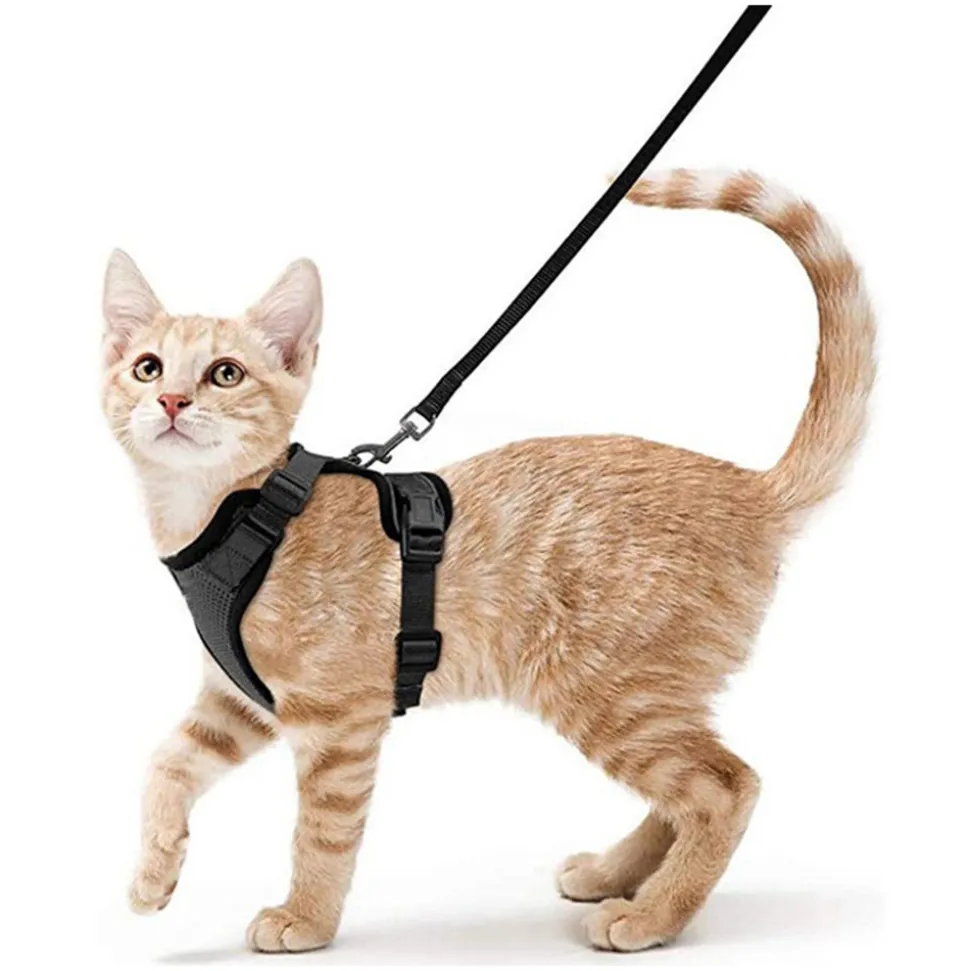 Harnais et laisse pour chat-XS