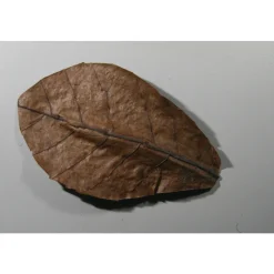 JBL - Feuilles de badamier aux vertus médicinales en format nano