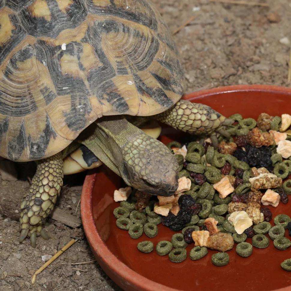 JBL - Fructil, alimentation pour tortues terrestres : 250ml
