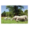 KERBL - Kerbl filet pour moutons ovinet 90 cm 27251