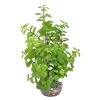 LABEO - Plante artificielle pour aquarium, arbre lentille - H.22cm