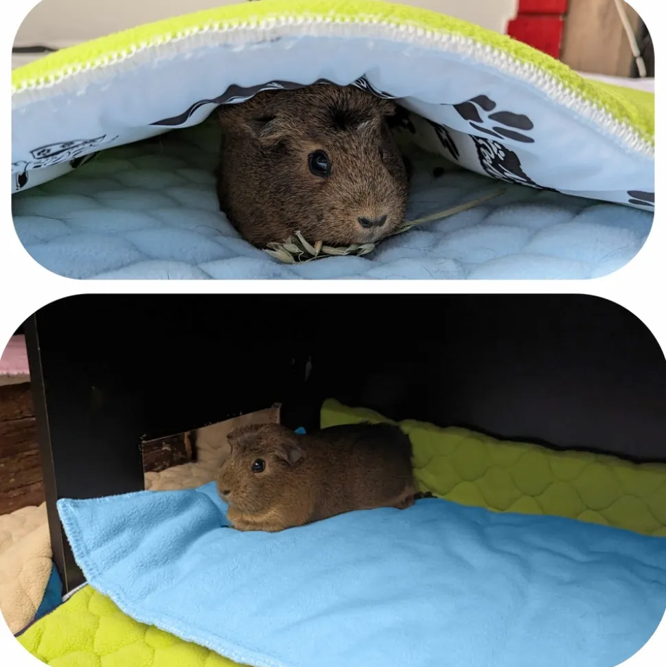 NEO SOLVO - Lot de 2 - tapis pour cochon d'inde et lapin en polaire 120 x 60 cm - polaire absorbant, lavable en machine, economique
