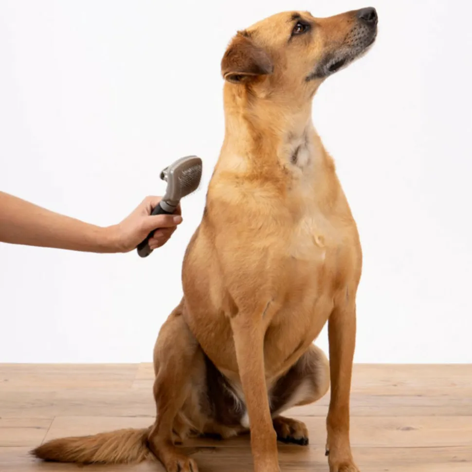 PARIS PRIX - Brosse de toilettage "manche ergonomique" 19cm gris