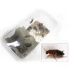 STOFFELS - Blattes pour alimentation reptiles, taille M, 12 pièces