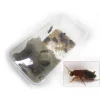 STOFFELS - Blattes pour alimentation reptiles, taille L, 10 pièces