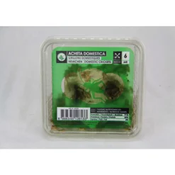 STOFFELS - Grillons reptiles, taille M, environ 50 pièces